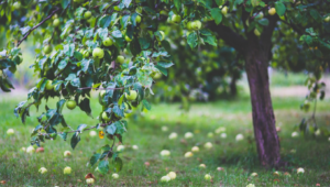 healthy-apple-summer-garden